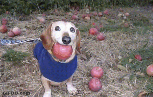 A Dog In A Blue Sweater Holds An Apple In Its Mouth GIF