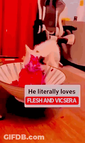 A Dog In A Bowl That Says He Literally Loves Flesh And Vicera GIF