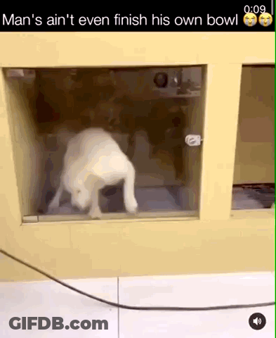 A Dog In A Cage With The Caption Man 'S Ain T Even Finish His Own Bowl GIF