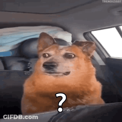 A Dog In A Car With A Question Mark GIF