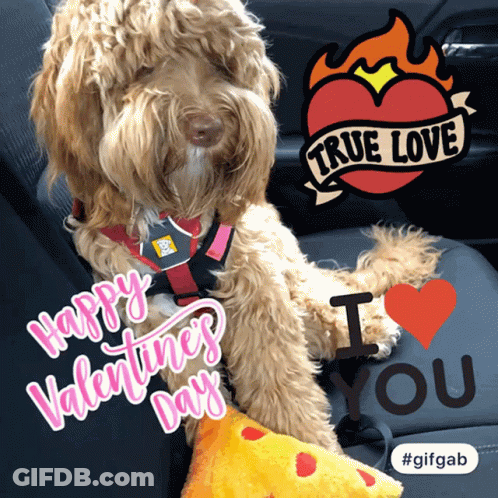 A Dog In A Car With The Words Happy Valentine 'S Day And I Love You GIF