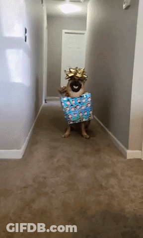 A Dog In A Hallway Holding A Gift Box GIF