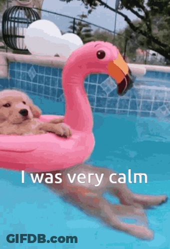 A Dog In A Pink Flamingo Float In A Pool GIF