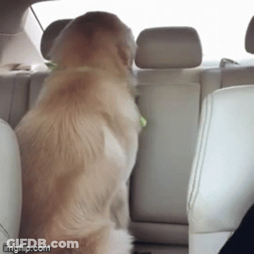 A Dog In The Back Seat Of A Car With Imgflip.com Written On The Bottom GIF