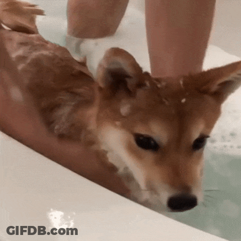 A Dog Is Being Bathed In A Bathtub By A Person . GIF