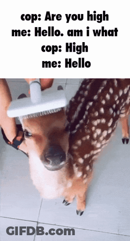 A Dog Is Being Brushed By A Person With A Brush On Its Head GIF