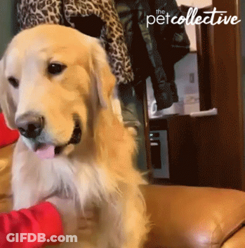 A Dog Is Being Petted By A Child And The Pet Collective Is Visible In The Background GIF