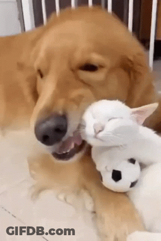 A Dog Is Biting A White Cat 'S Neck While The Cat Is Sleeping . GIF