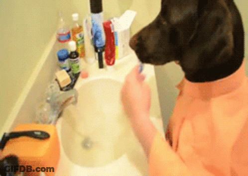 A Dog Is Brushing Its Teeth In The Bathroom Sink GIF