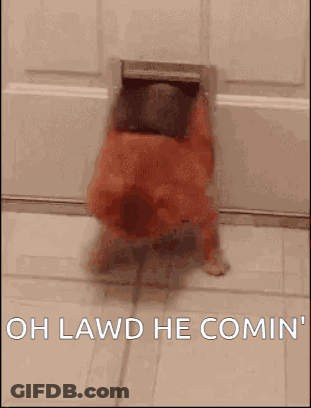 A Dog Is Coming Out Of A Dog Door And Says `` Oh Lawd He Comin '' . GIF