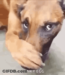 A Dog Is Covering Its Face With Its Hand . GIF