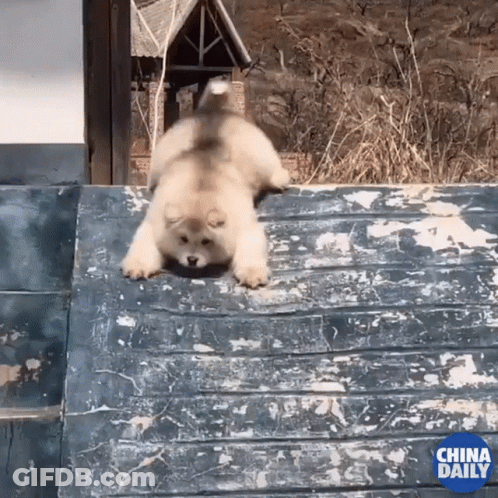 A Dog Is Crawling On A Roof With The China Daily Logo In The Background GIF