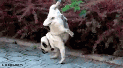 A Dog Is Doing A Handstand On A Sidewalk . GIF