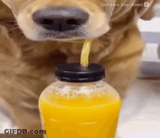 A Dog Is Drinking From A Bottle With A Straw . GIF