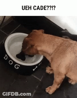 A Dog Is Drinking Water From A Bowl . GIF