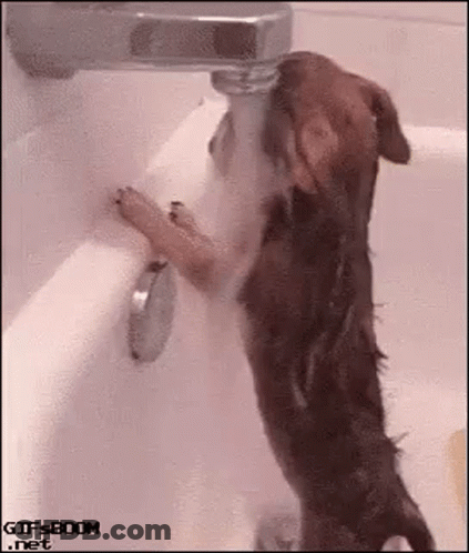 A Dog Is Drinking Water From A Faucet In A Bath Tub . GIF