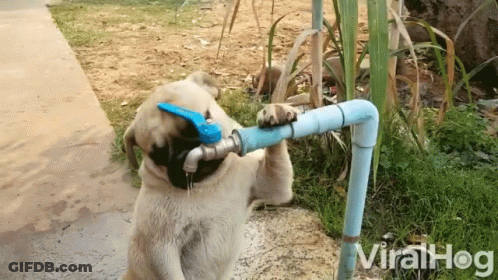 A Dog Is Drinking Water From A Faucet With The Words Viralhog Written Below It GIF