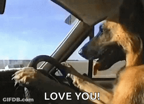 A Dog Is Driving A Car With Its Paw On The Steering Wheel . GIF