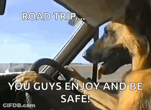 A Dog Is Driving A Car With The Caption Road Trip You Guys Enjoy And Be Safe ! GIF