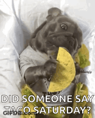 A Dog Is Eating A Taco On A Bed With The Caption Did Someone Say Taco Saturday GIF