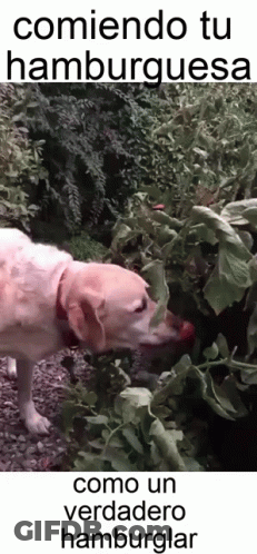 A Dog Is Eating A Tomato From A Bush With The Words Comiendo Tu Hamburguesa GIF