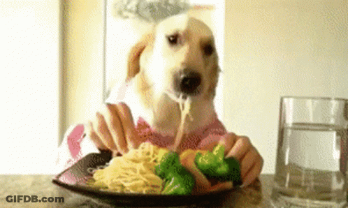 A Dog Is Eating Spaghetti And Broccoli From A Plate On A Table . GIF