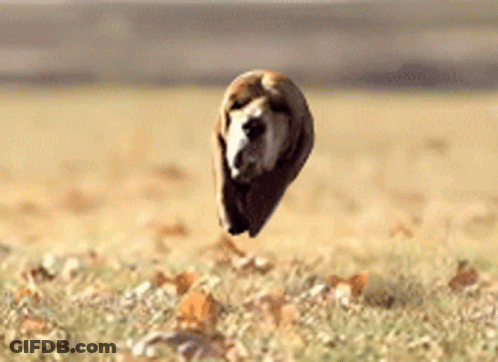 A Dog Is Flying Through The Air On A Field GIF