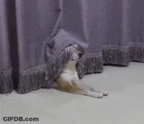 A Dog Is Hiding Behind A Purple Curtain On The Floor . GIF