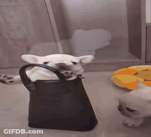 A Dog Is Holding A Black Purse With Its Mouth Open GIF
