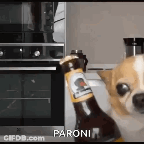 A Dog Is Holding A Bottle Of Beer In Front Of An Oven And Says Paroni . GIF