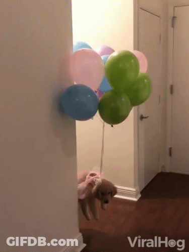 A Dog Is Holding A Bunch Of Balloons In A Hallway With A Viralhog Logo In The Corner GIF