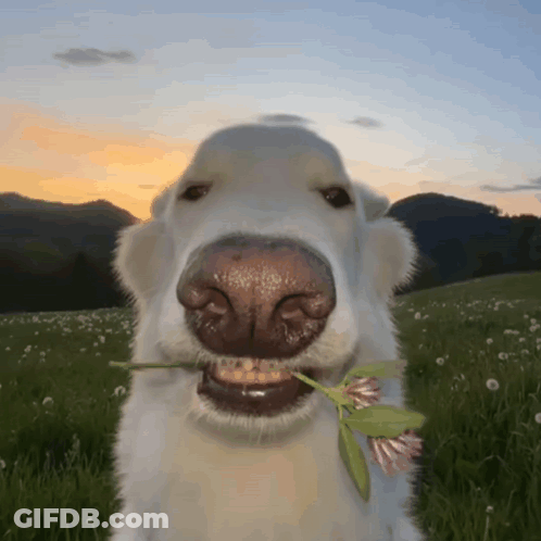 A Dog Is Holding A Flower In Its Mouth And Smiling At The Camera GIF