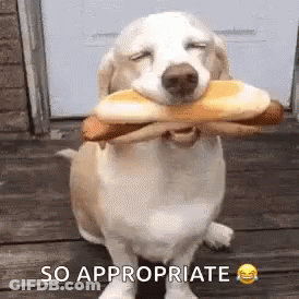 A Dog Is Holding A Hot Dog In Its Mouth And Says So Appropriate . GIF