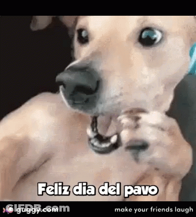 A Dog Is Holding A Piece Of Food In Its Mouth And Says Feliz Dia Del Pavo Make Your Friends Laugh . GIF