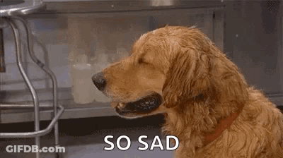 A Dog Is Holding A Piece Of Paper In Its Mouth And Looking Sad . GIF
