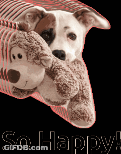 A Dog Is Holding A Teddy Bear With The Words So Happy Written Below GIF