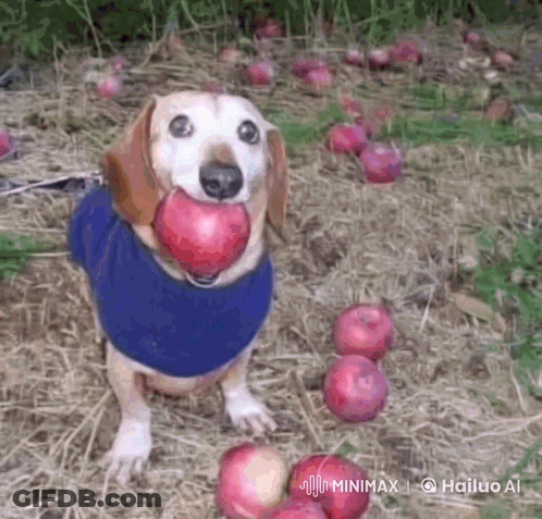 A Dog Is Holding An Apple In Its Mouth While Wearing A Blue Shirt GIF