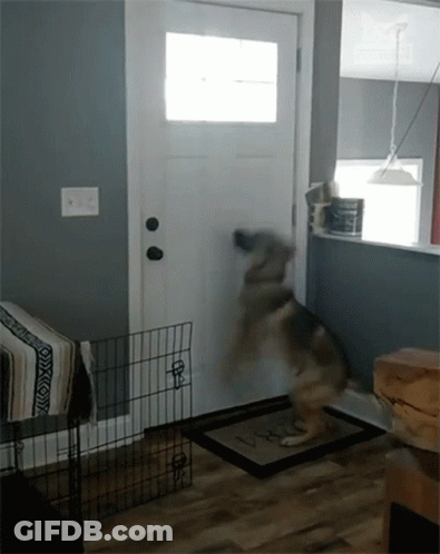 A Dog Is Jumping In Front Of A Door In A Room GIF