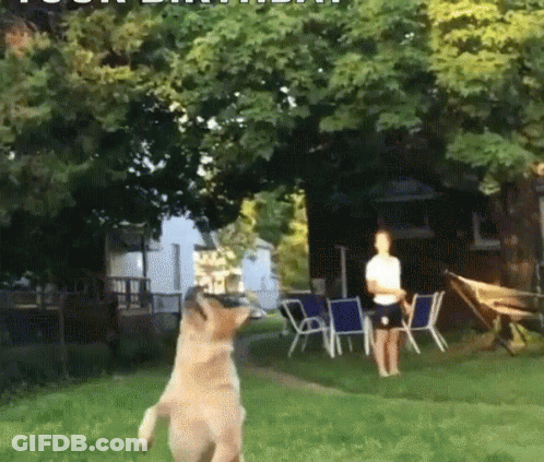 A Dog Is Jumping In The Air While A Man Stands Behind It GIF