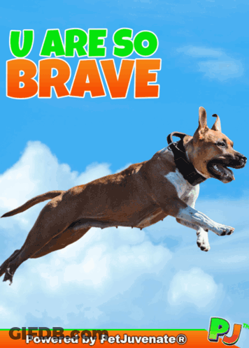 Dog Jumping With You Are So Brave GIF