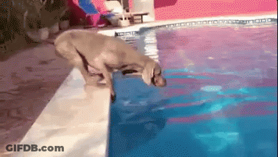 A Dog Is Jumping Into A Swimming Pool From The Edge . GIF