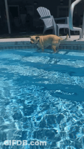 A Dog Is Jumping Into A Swimming Pool With Chairs In The Background GIF