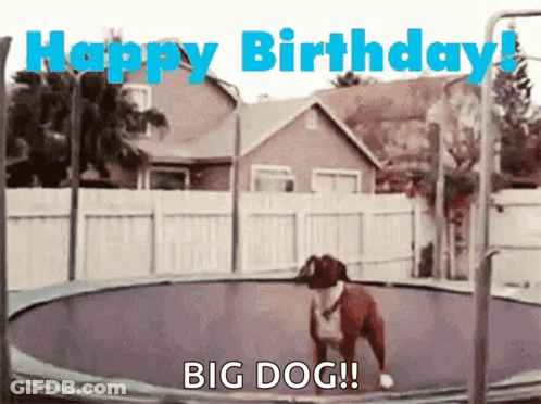 A Dog Is Jumping On A Trampoline And Says Happy Birthday Big Dog ! GIF
