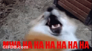 A Dog Is Laughing With The Words Mwa Ha Ha Ha Ha Ha Ha In Red Letters GIF