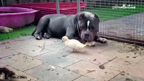 A Dog Is Laying Down Next To A Duck With The Word Percollective Written On The Bottom GIF