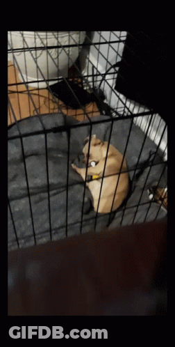 A Dog Is Laying In A Cage With A Blanket GIF