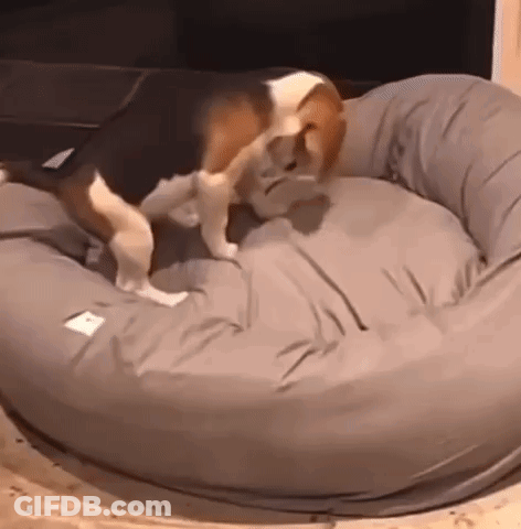 A Dog Is Laying In A Dog Bed On The Floor . GIF