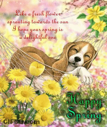 A Dog Is Laying In A Hammock With The Words Happy Spring GIF