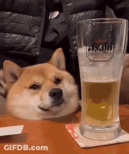 A Dog Is Laying Next To A Glass Of Beer That Says Asahi On It GIF