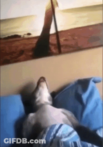 A Dog Is Laying On A Bed In Front Of A Picture Of A Beach GIF